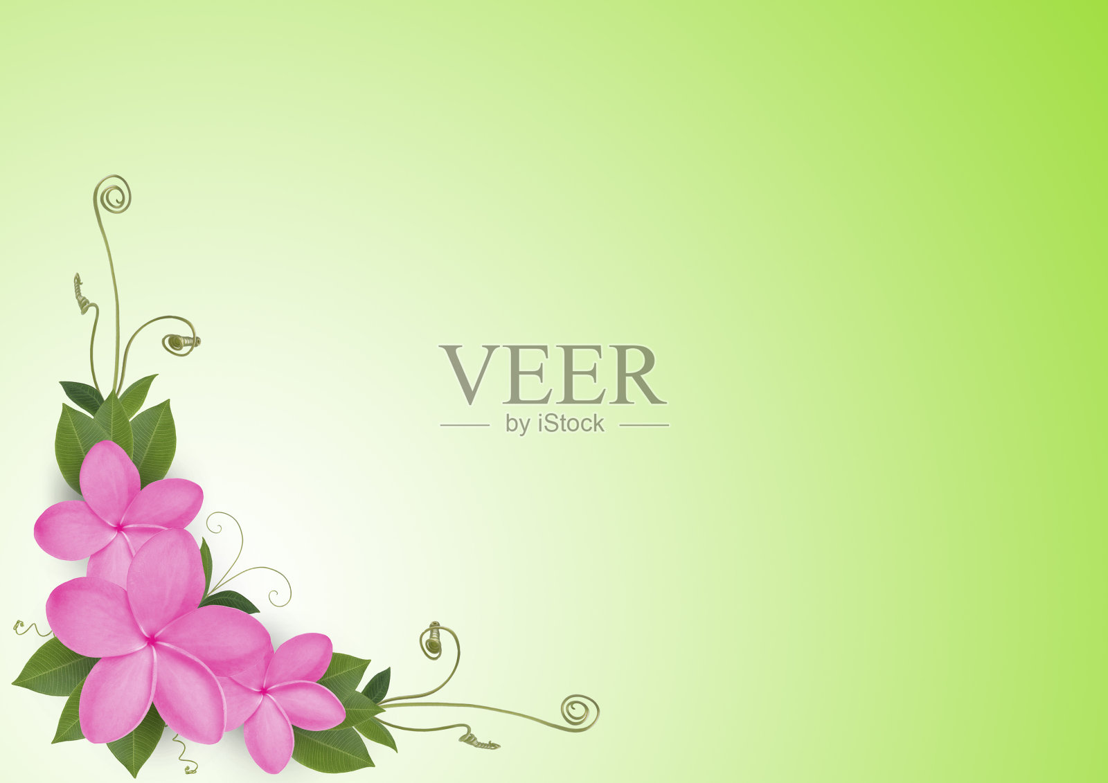 粉鸡蛋花和绿叶图案照片摄影图片