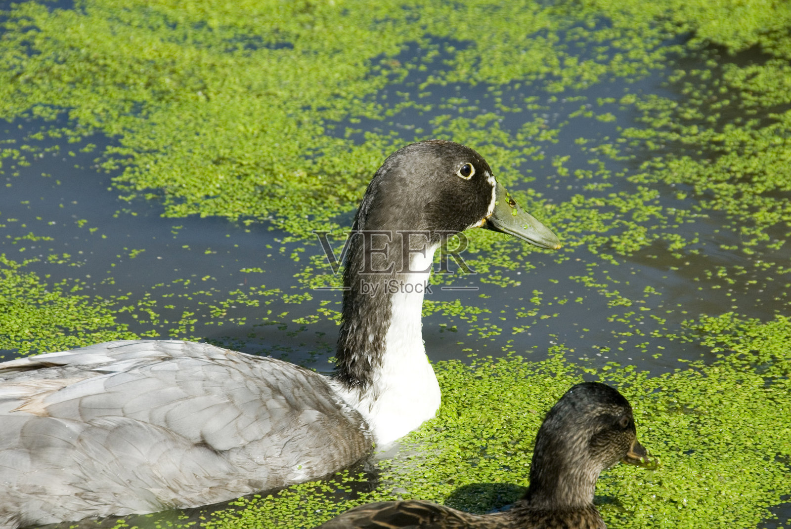 鸭子在浮萍间游照片摄影图片