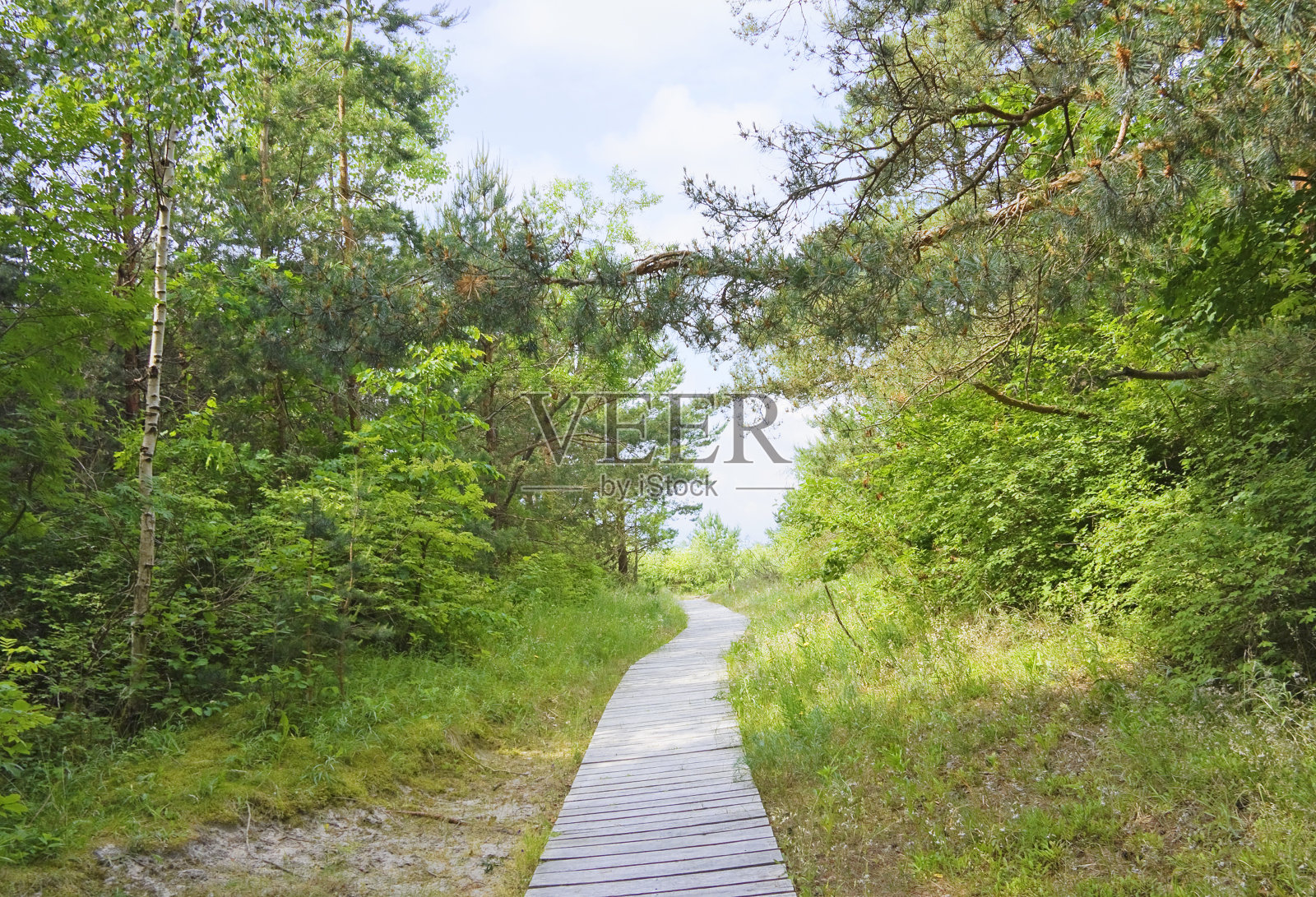 穿过树林的小路照片摄影图片