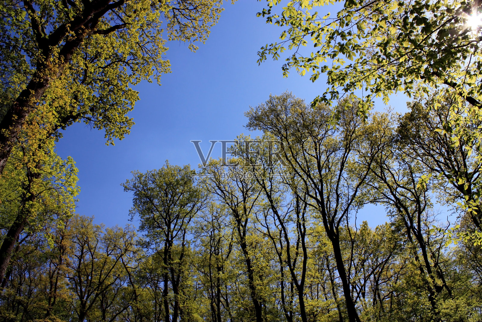 公园里的树照片摄影图片