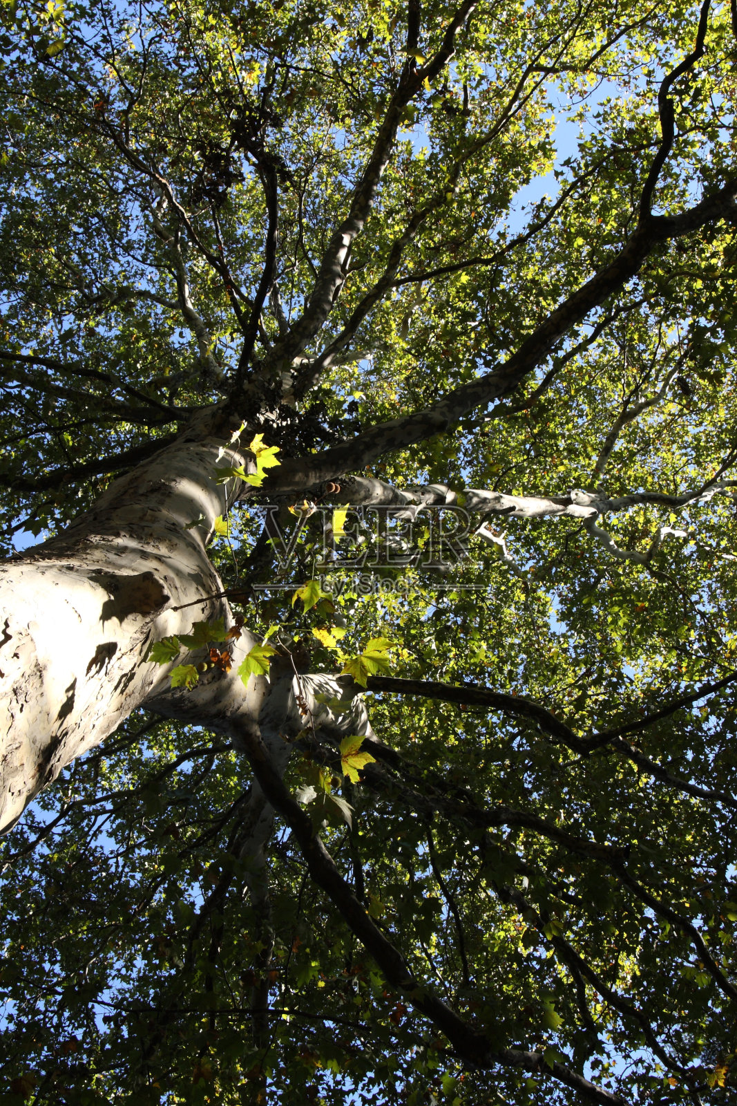 伦敦的飞机照片摄影图片