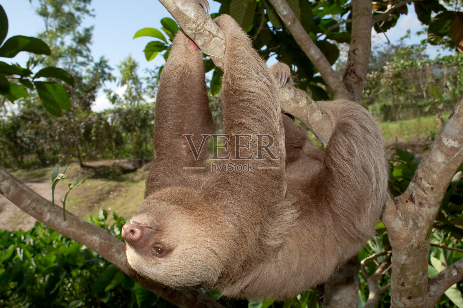 懒惰在运动照片摄影图片