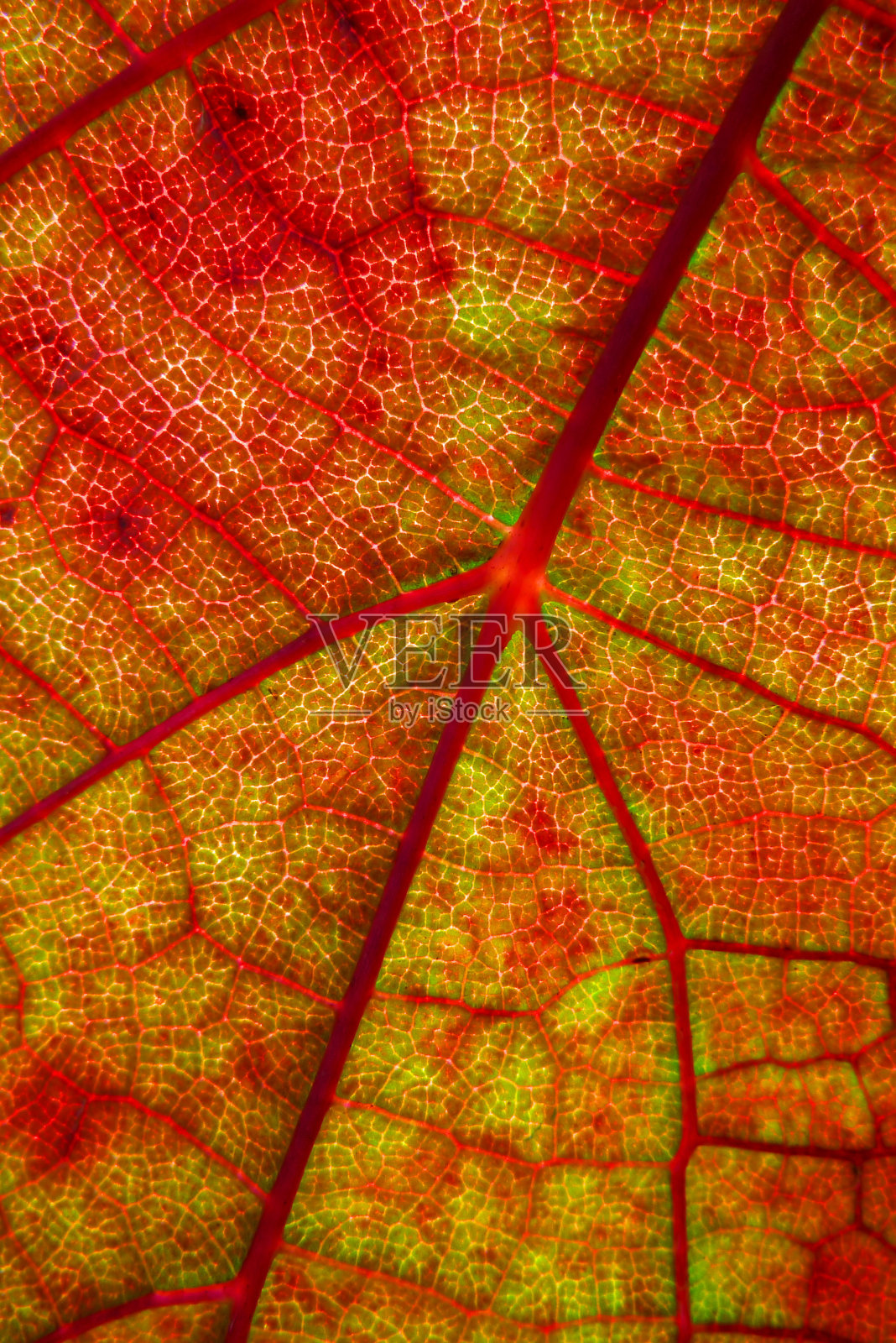 红色的叶子特写镜头照片摄影图片