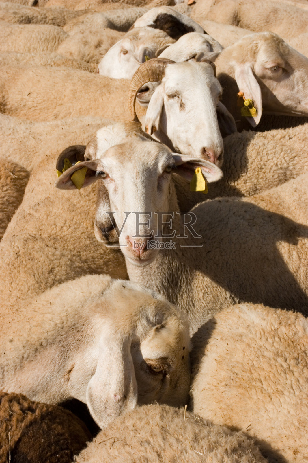 羊照片摄影图片