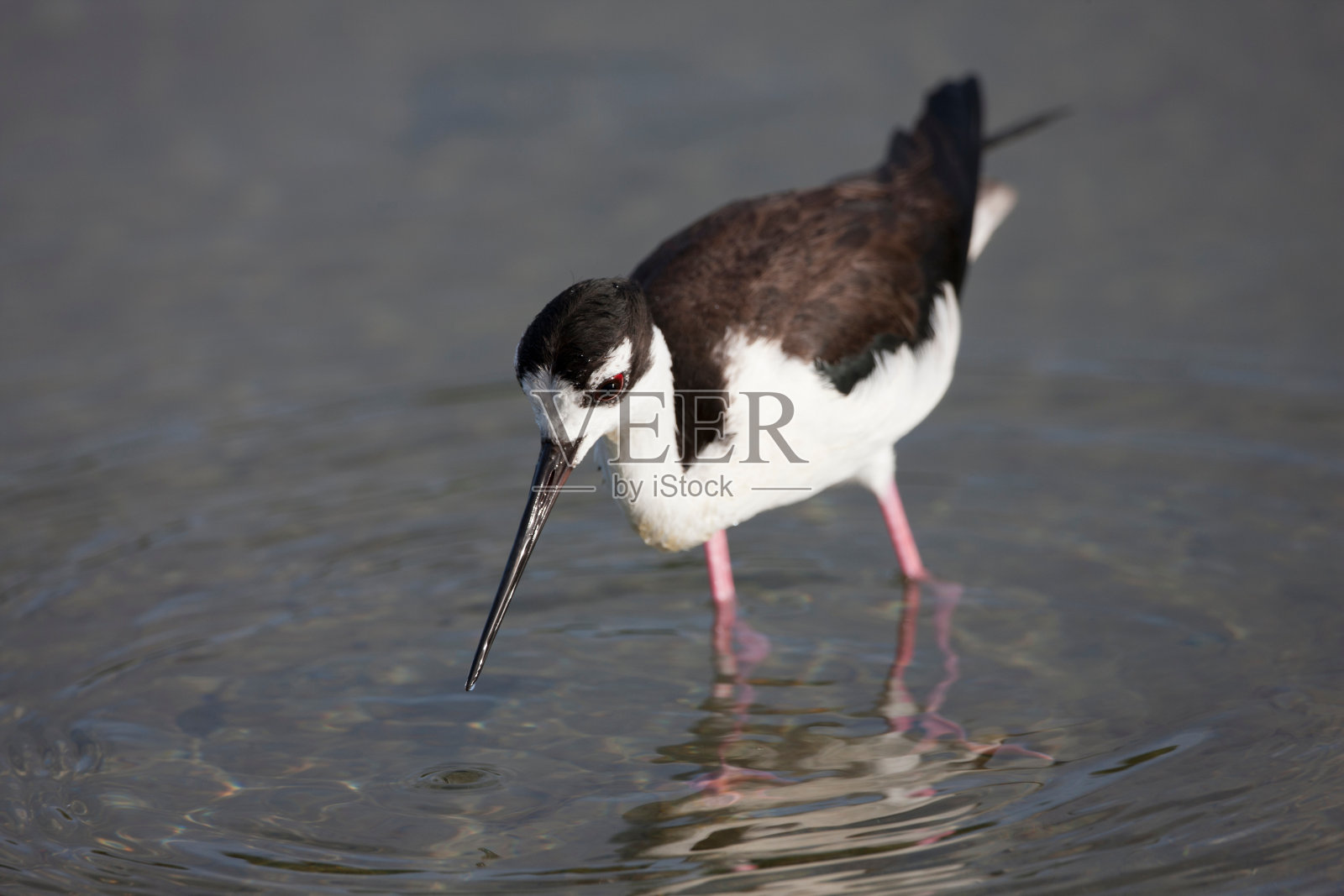 黑颈鹤等支撑物照片摄影图片