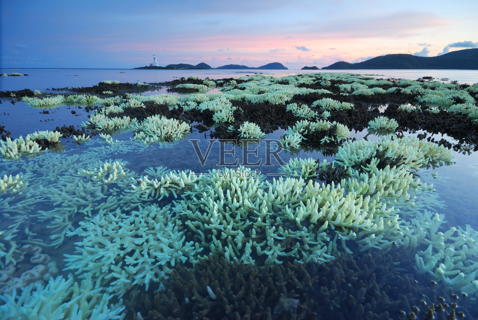 珊瑚照片摄影图片