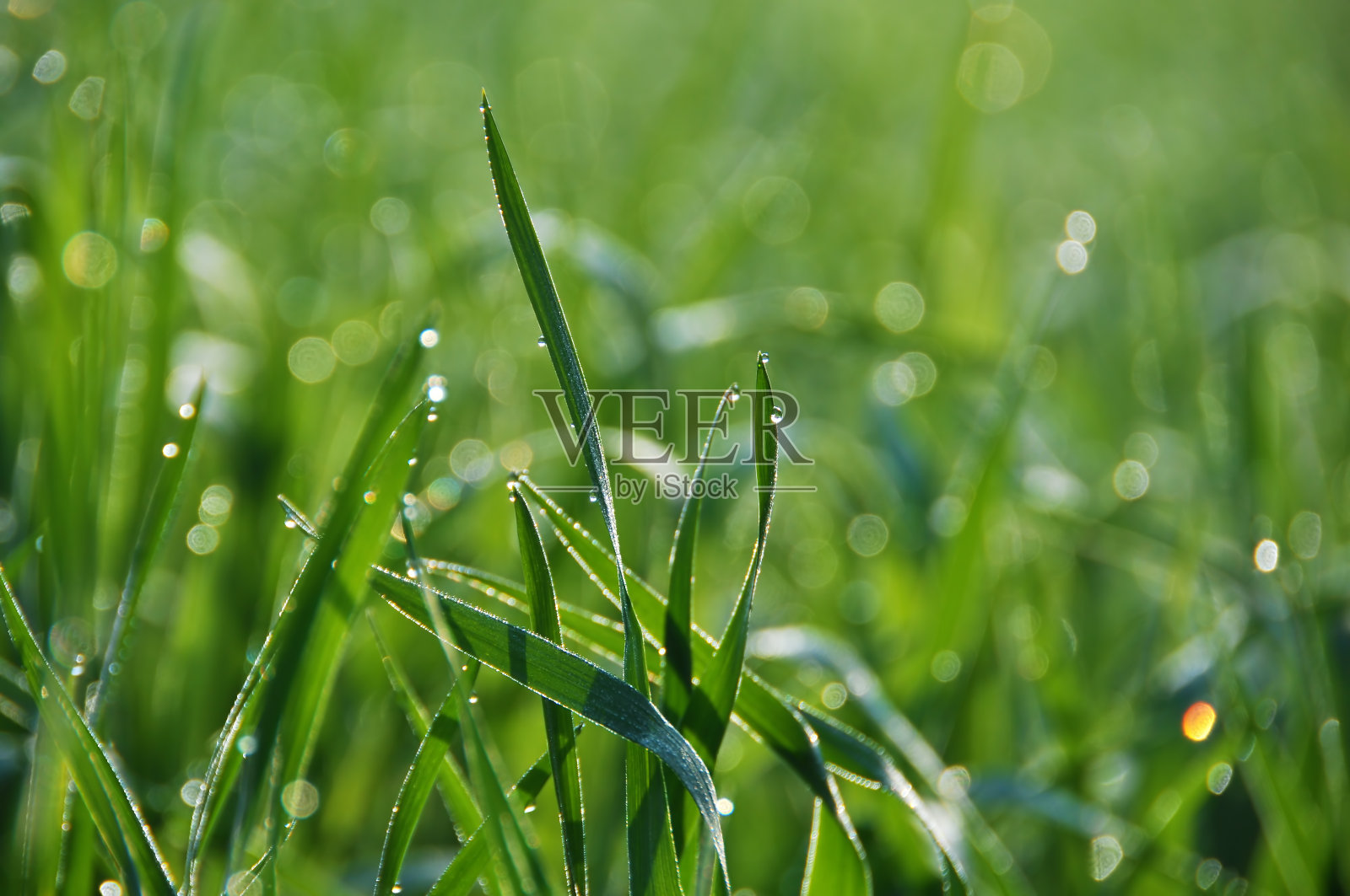叶子上的露珠照片摄影图片