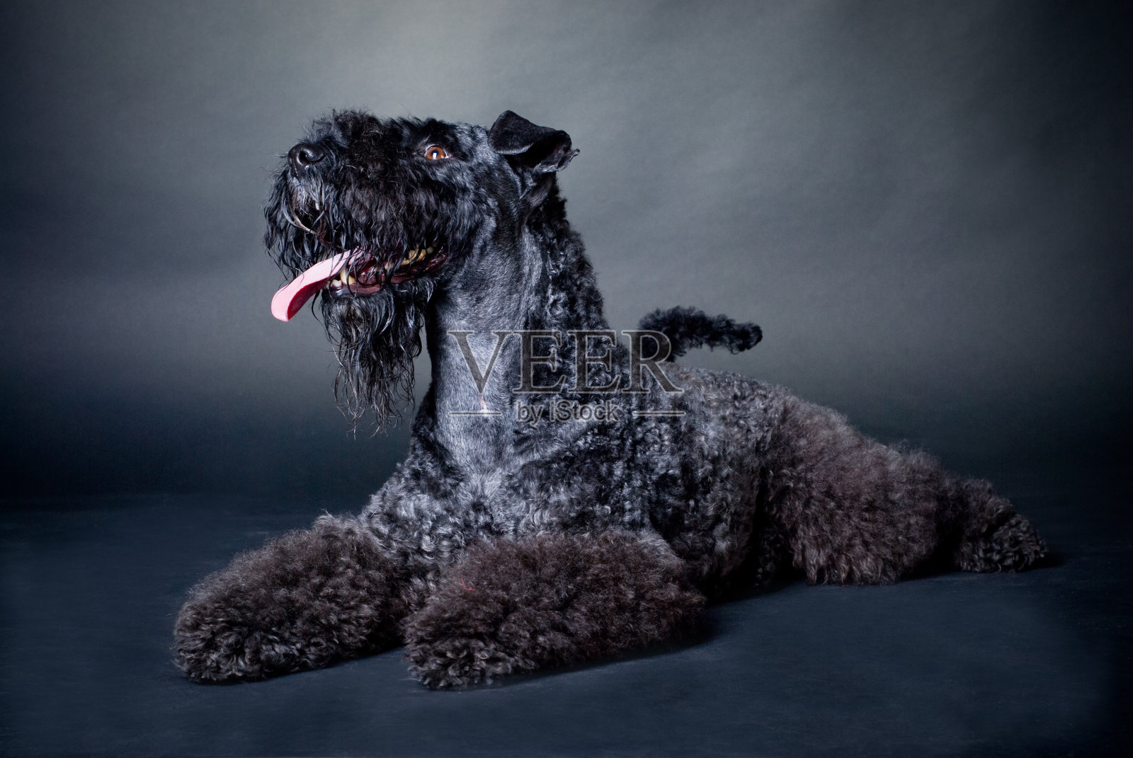 蓝色黑色照片摄影图片