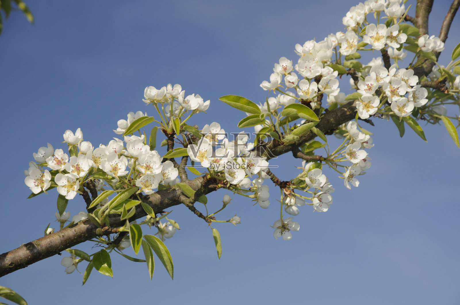 樱花照片摄影图片