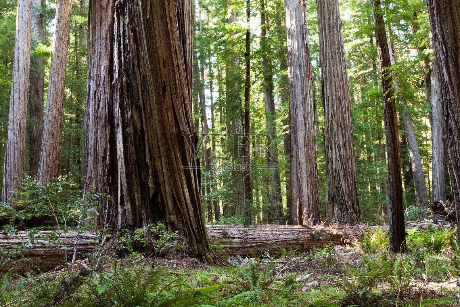 在红杉照片摄影图片