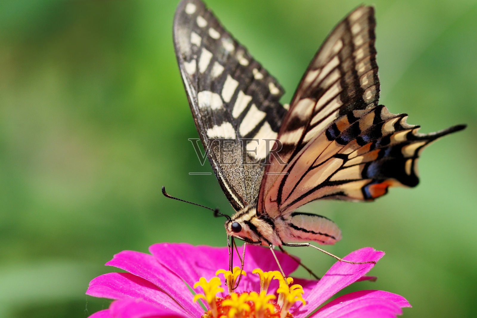 蝴蝶插画图片素材