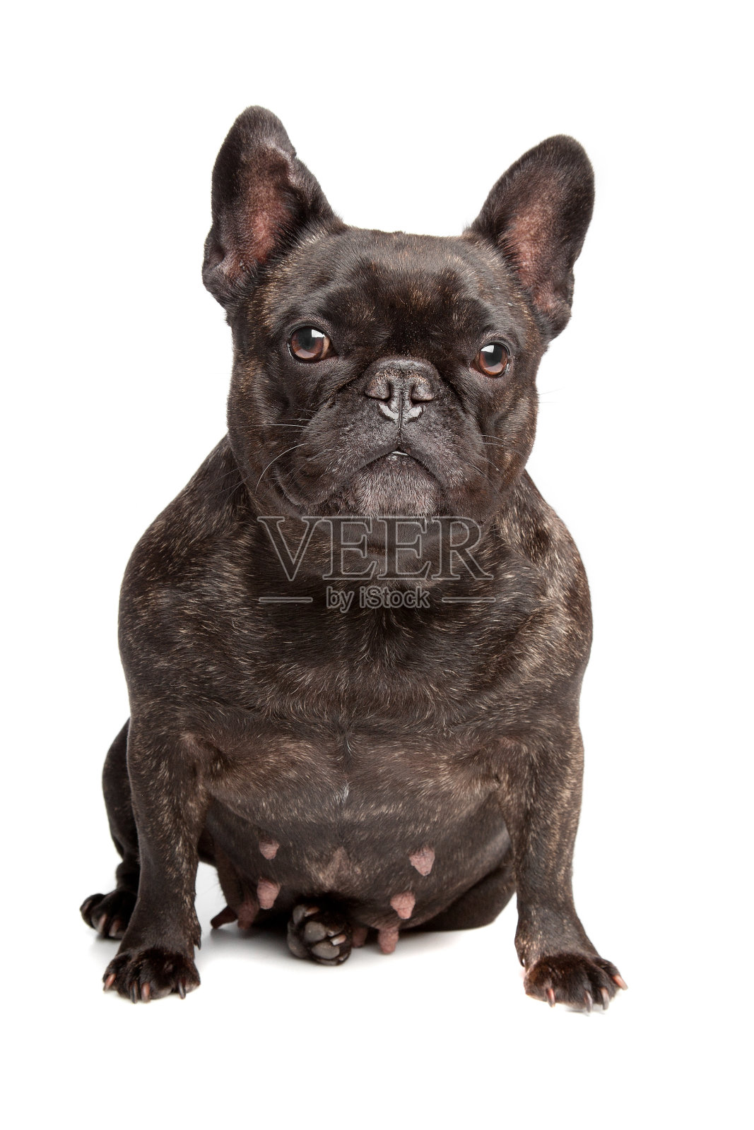 法国斗牛犬照片摄影图片