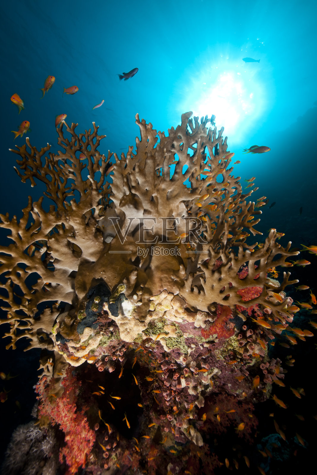 在红海中捕捞火珊瑚和鱼照片摄影图片