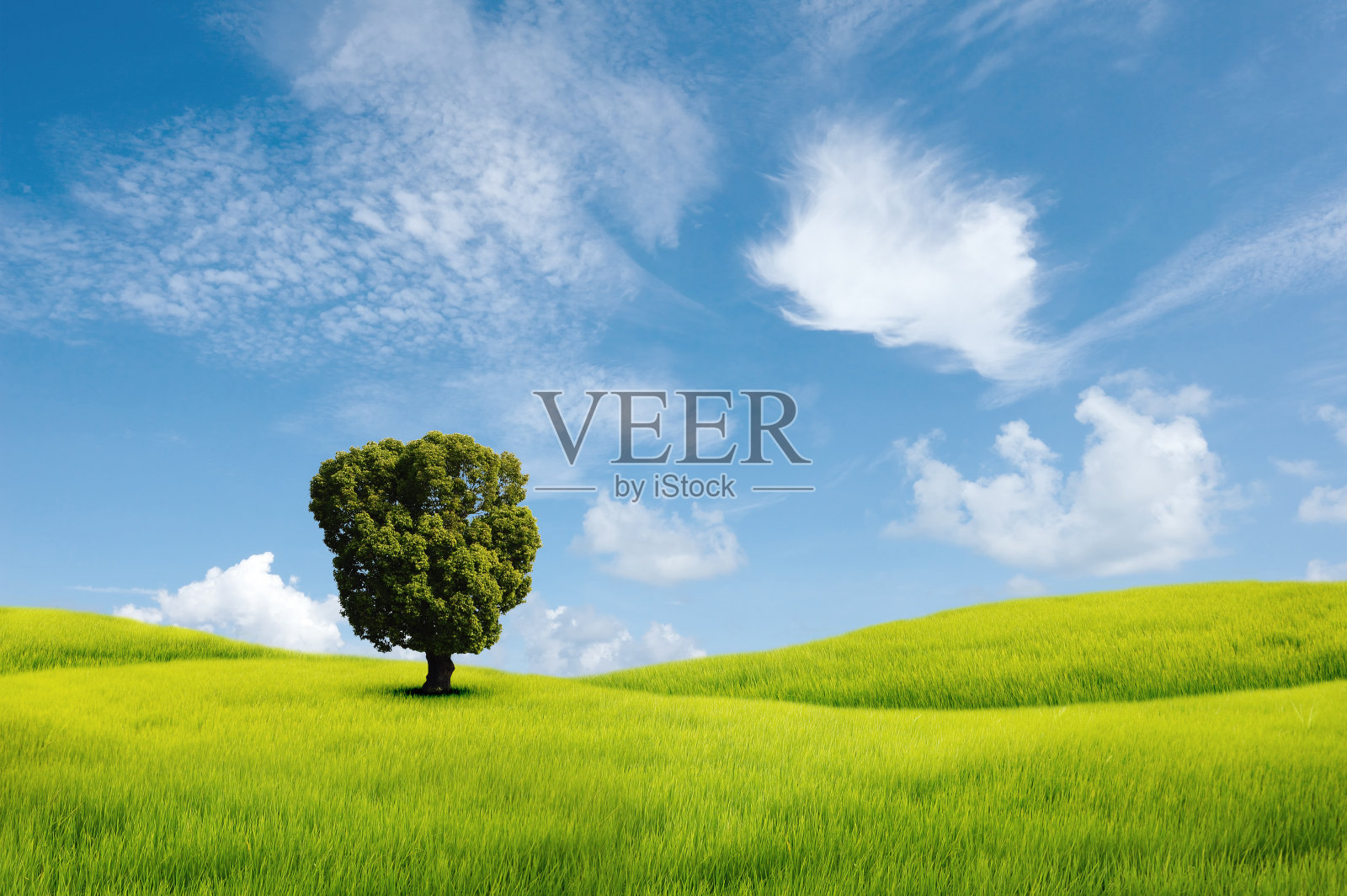 绿地景观照片摄影图片