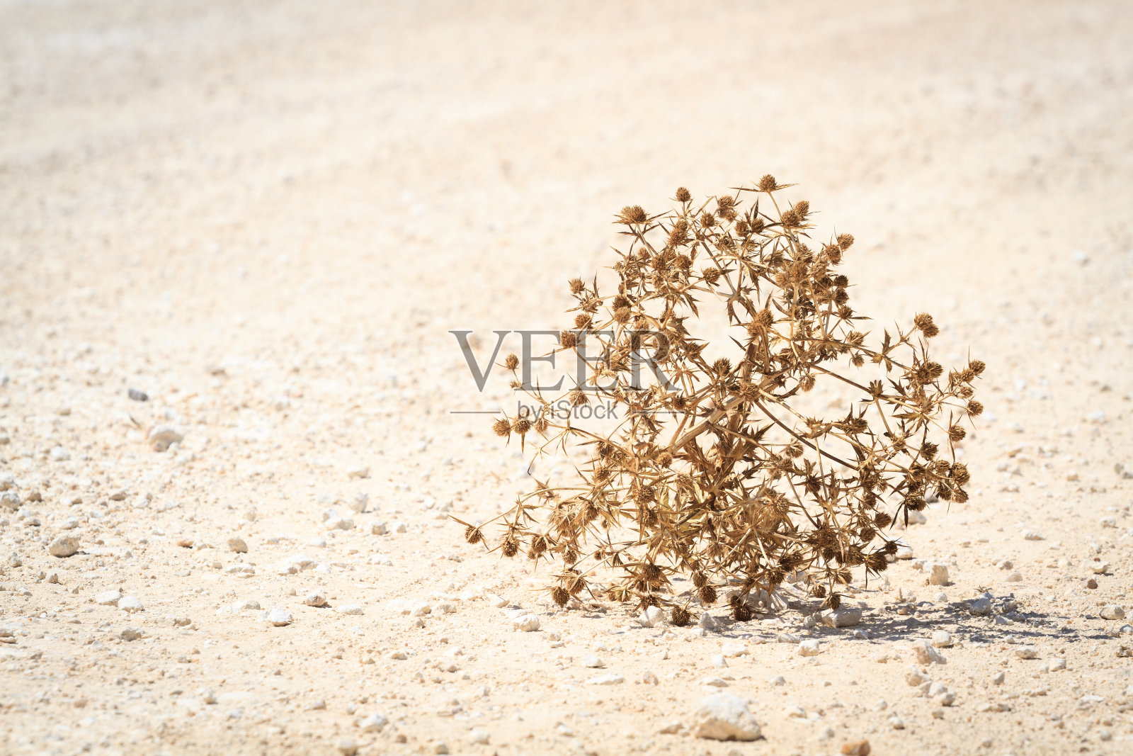 布什照片摄影图片