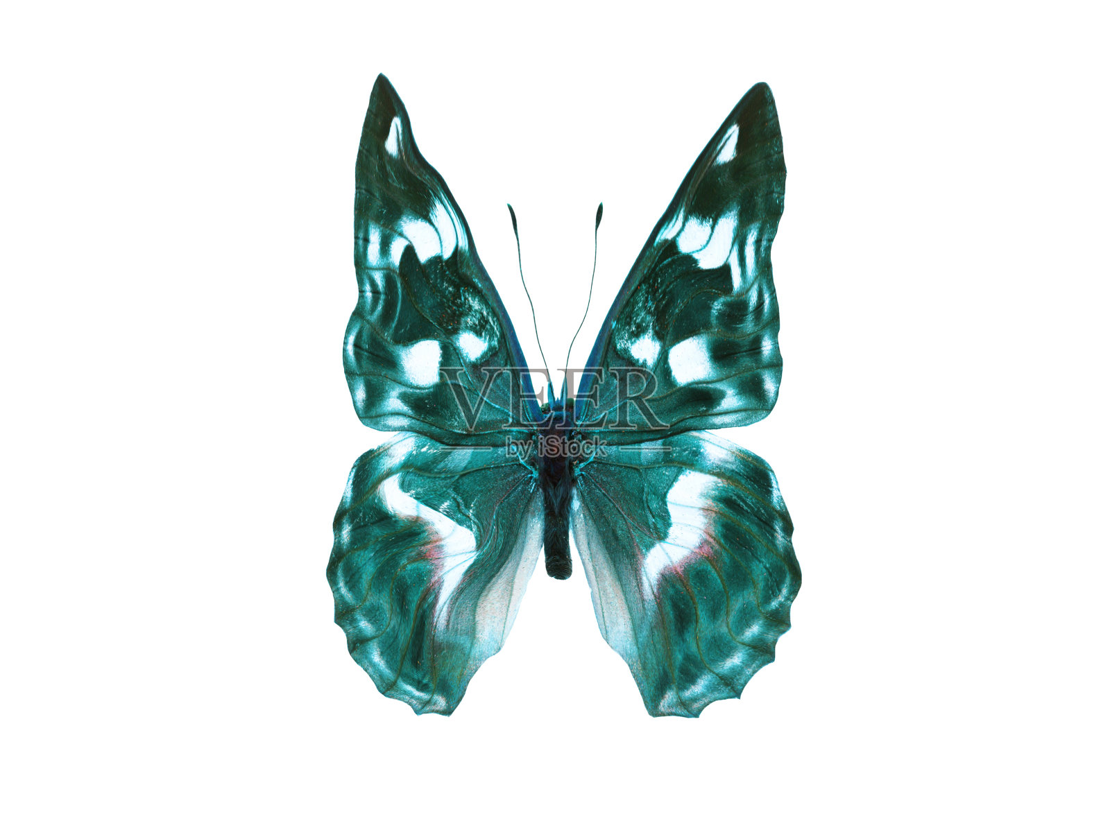 蝴蝶孤立在白色背景上照片摄影图片