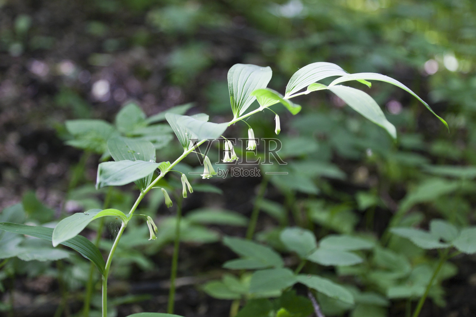 角所罗门封印照片摄影图片