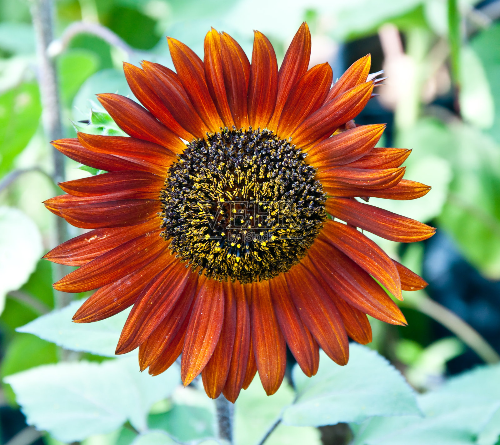 棕色的向日葵照片摄影图片