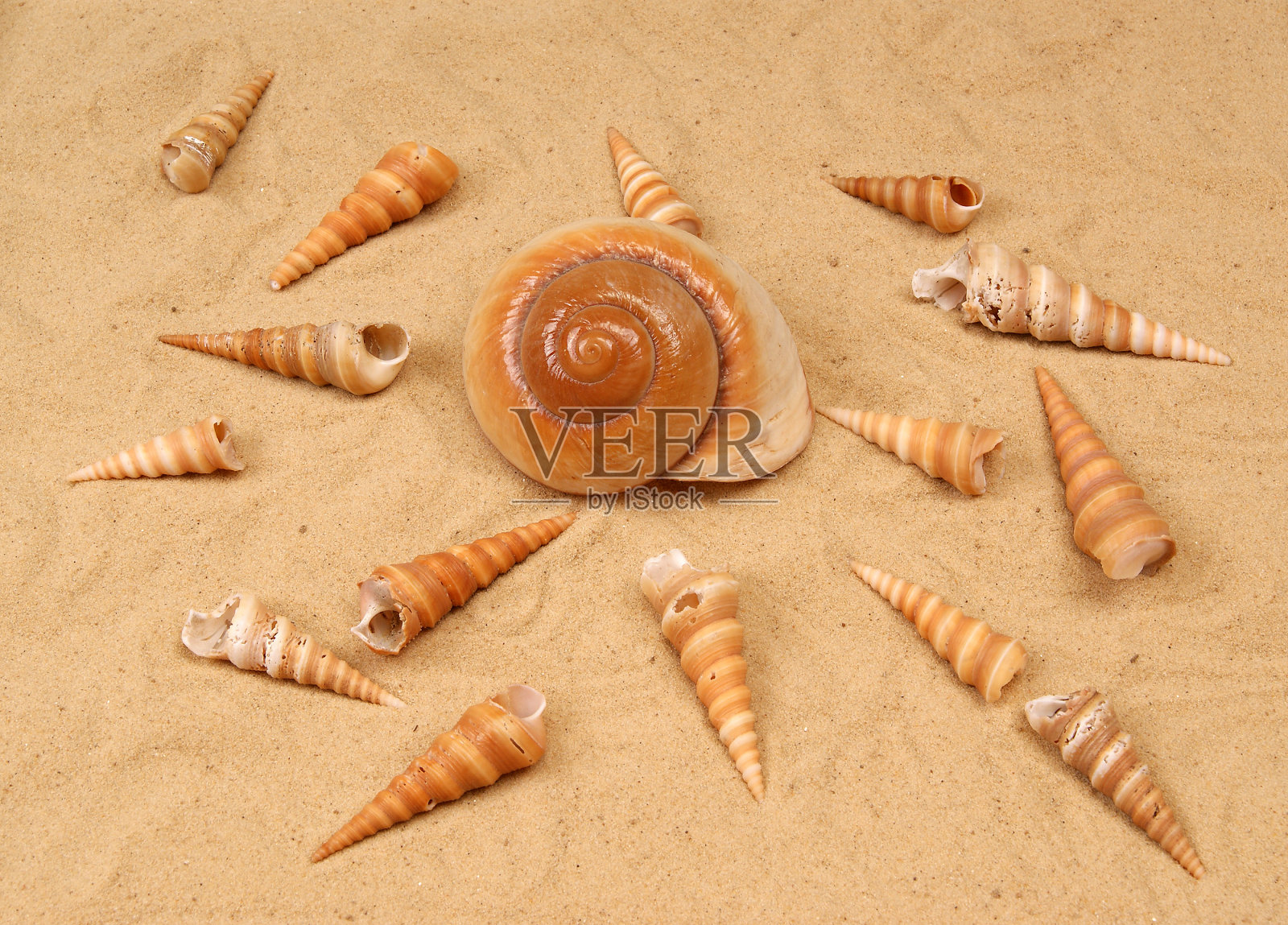 沙滩上的大贝壳，摄影棚拍摄照片摄影图片