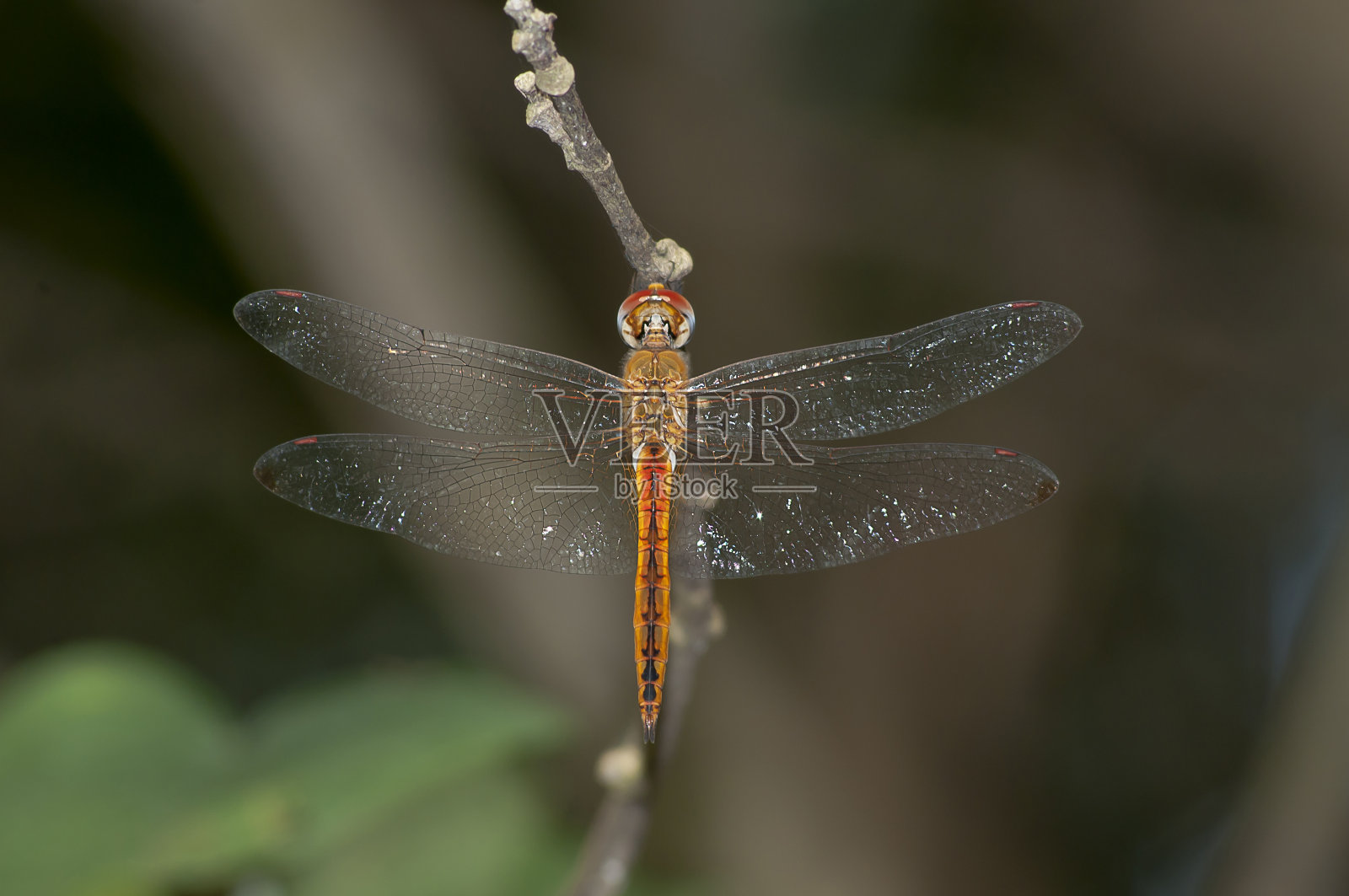 橙色的蜻蜓照片摄影图片