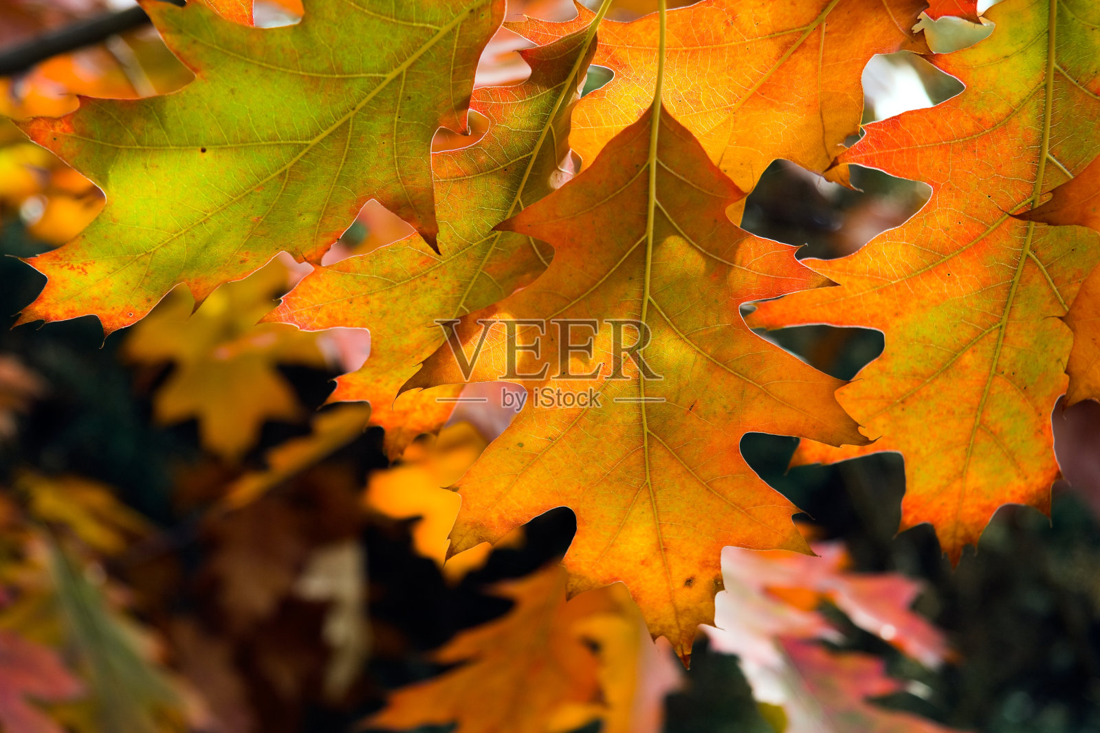 秋天的落叶照片摄影图片