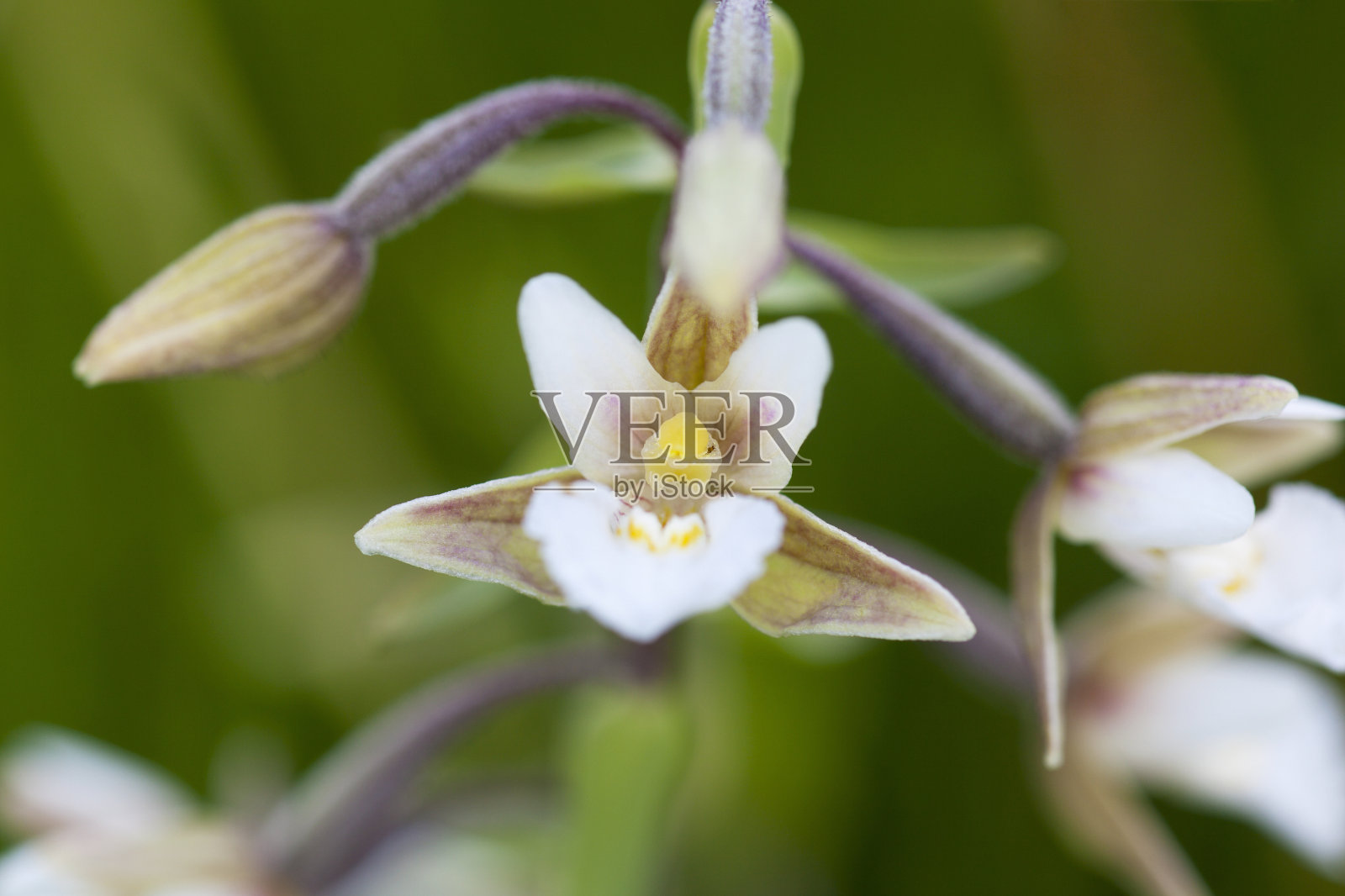 湿地火烧兰兰花照片摄影图片