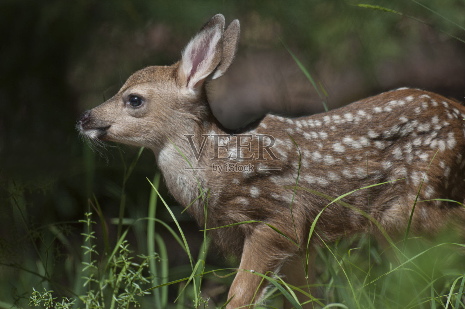 长耳鹿小鹿照片摄影图片