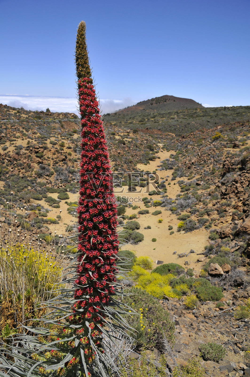 特内里费岛的宝石塔照片摄影图片