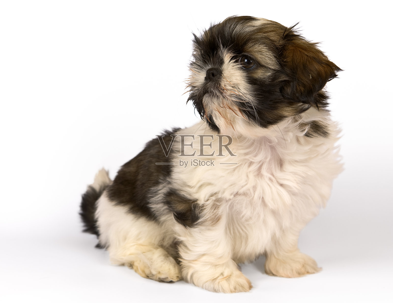 西施犬小狗照片摄影图片