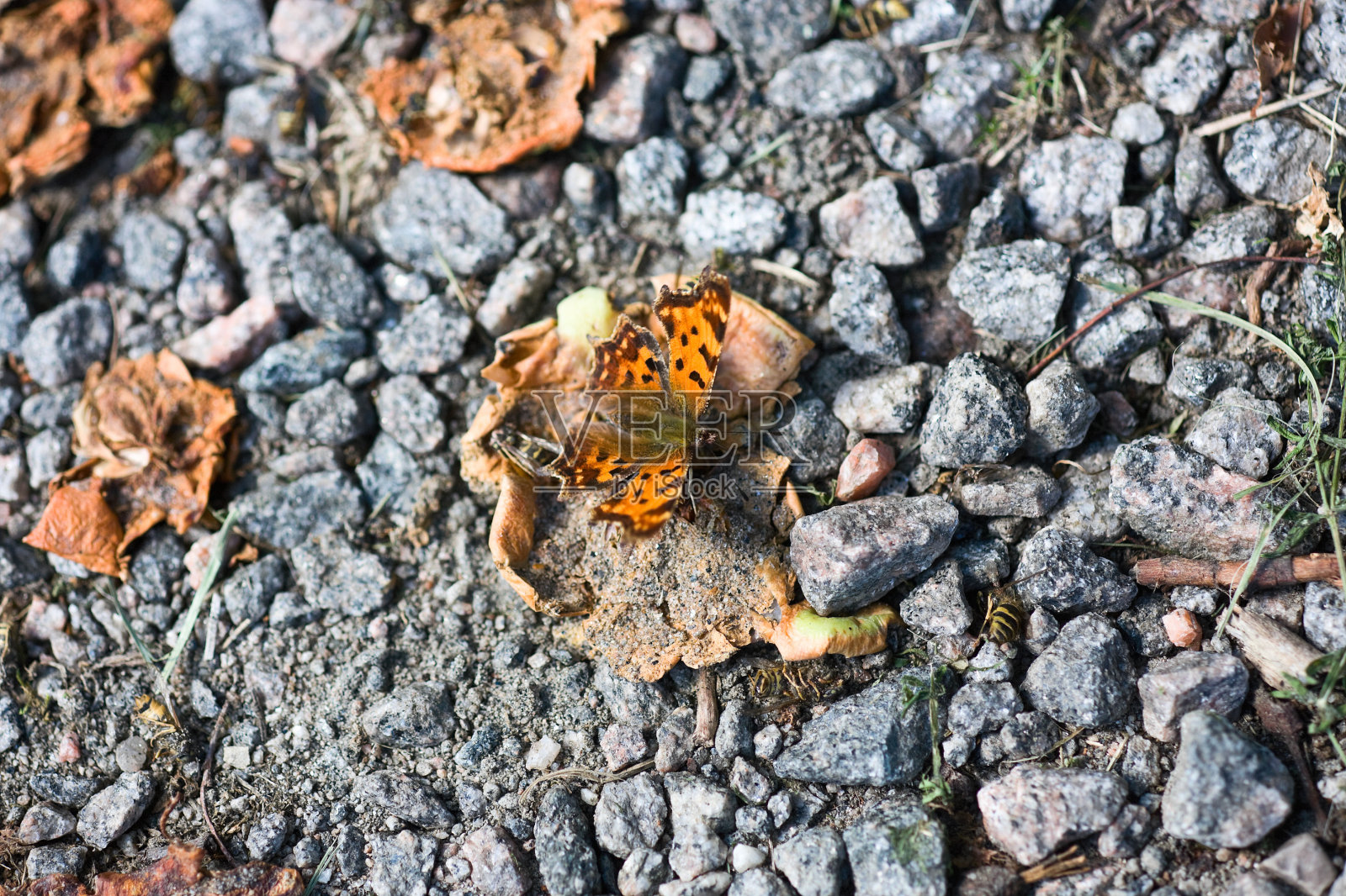 蝴蝶照片摄影图片