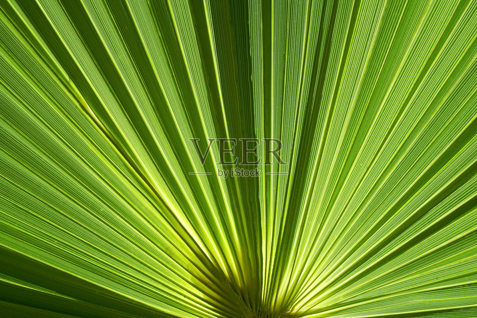 棕榈树叶照片摄影图片