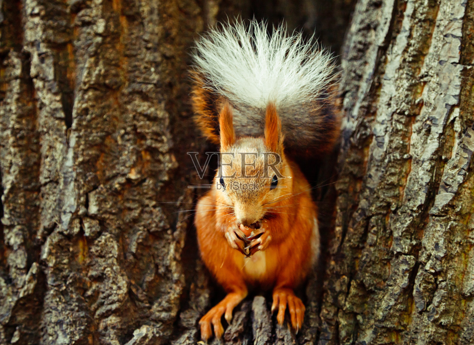 松鼠照片摄影图片