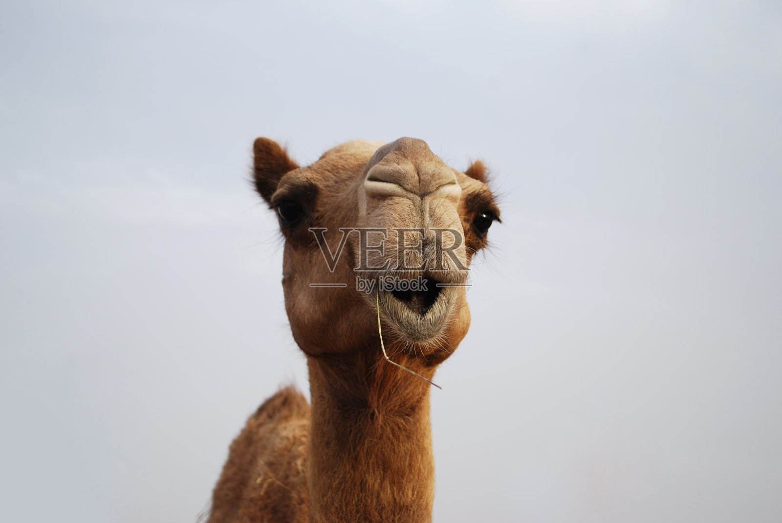 骆驼的脸照片摄影图片