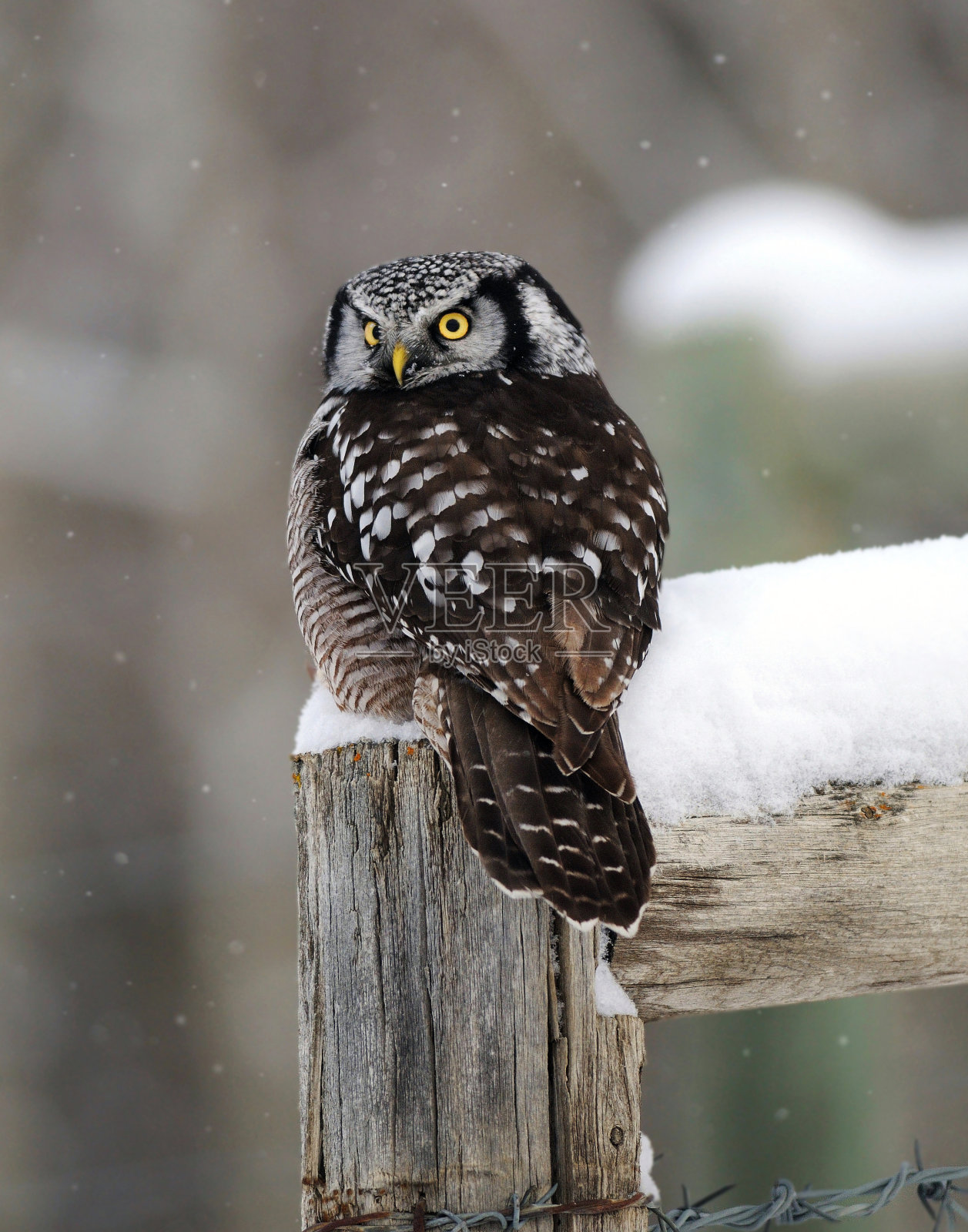 北鹰猫头鹰在冬天栖息照片摄影图片