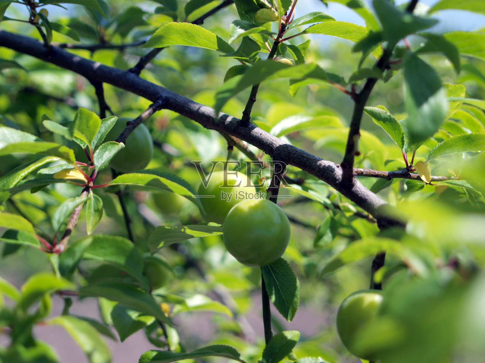 李子照片摄影图片