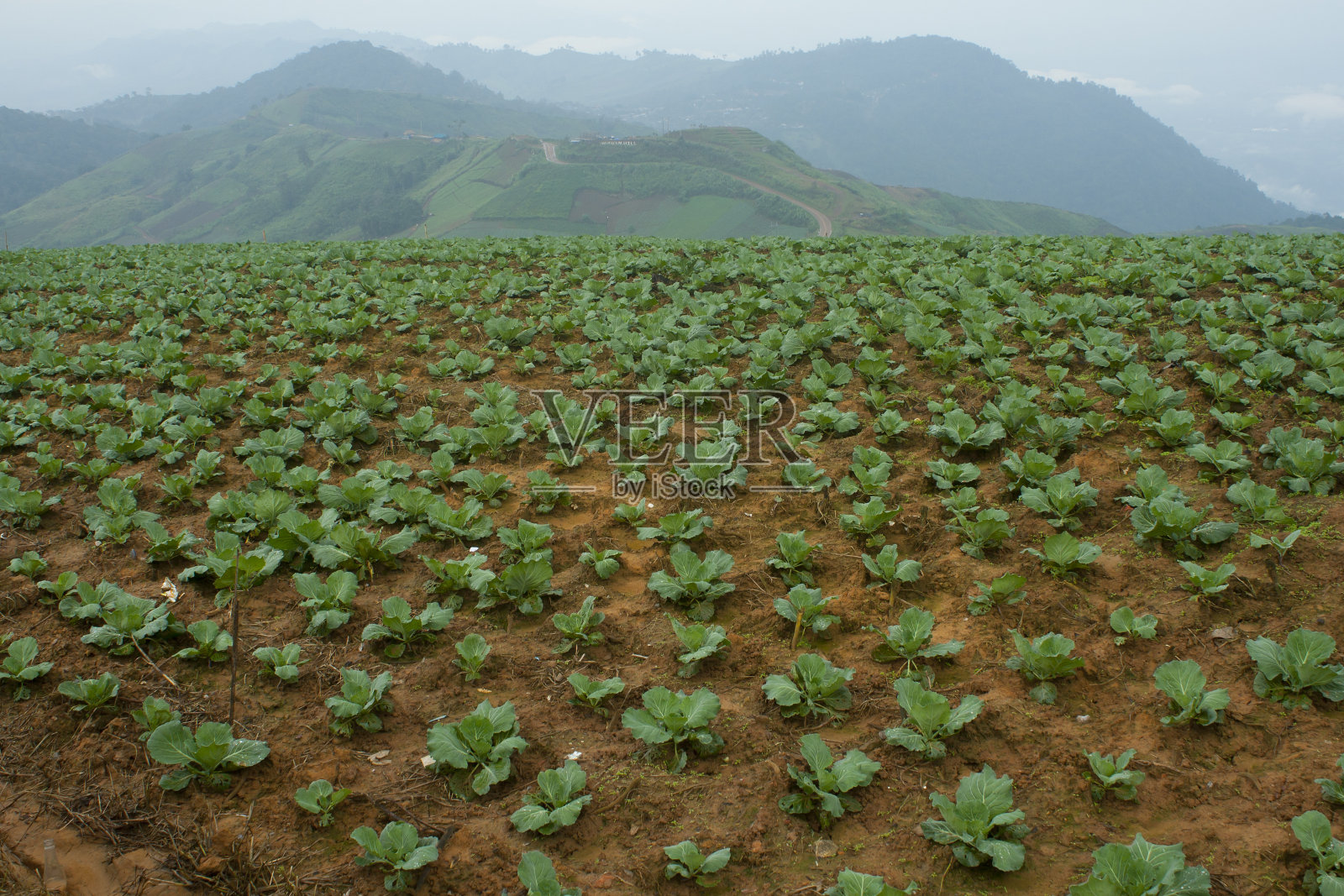 地里有成行的卷心菜照片摄影图片