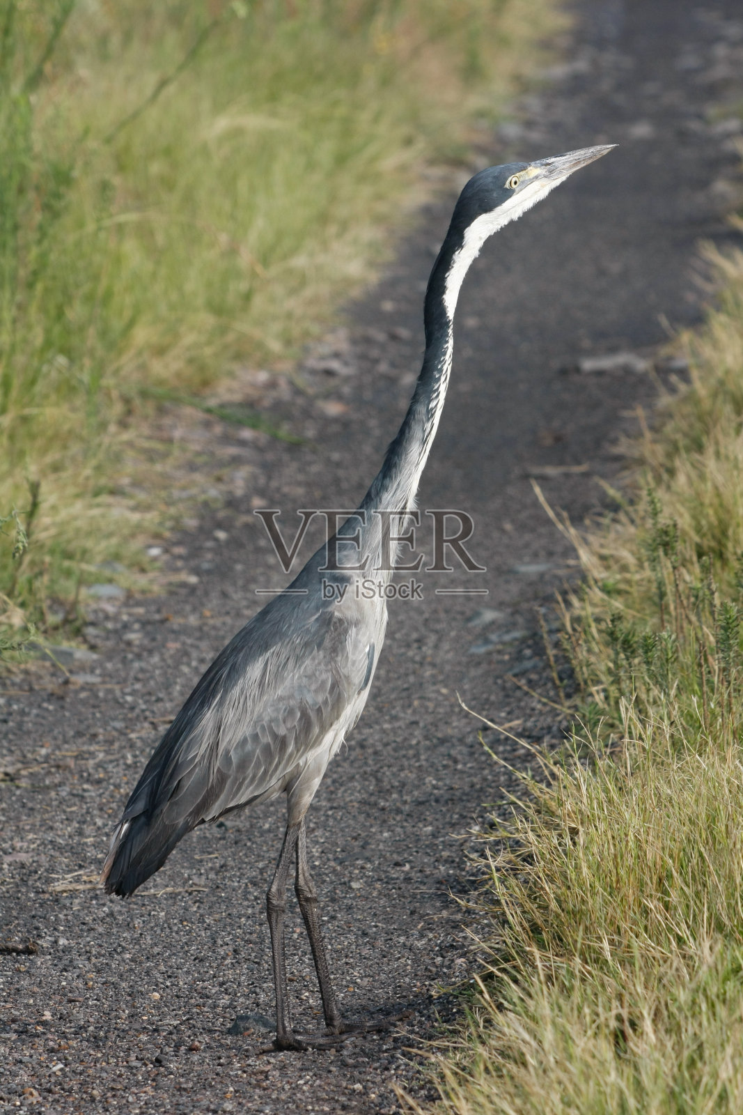 为首的黑鹭照片摄影图片