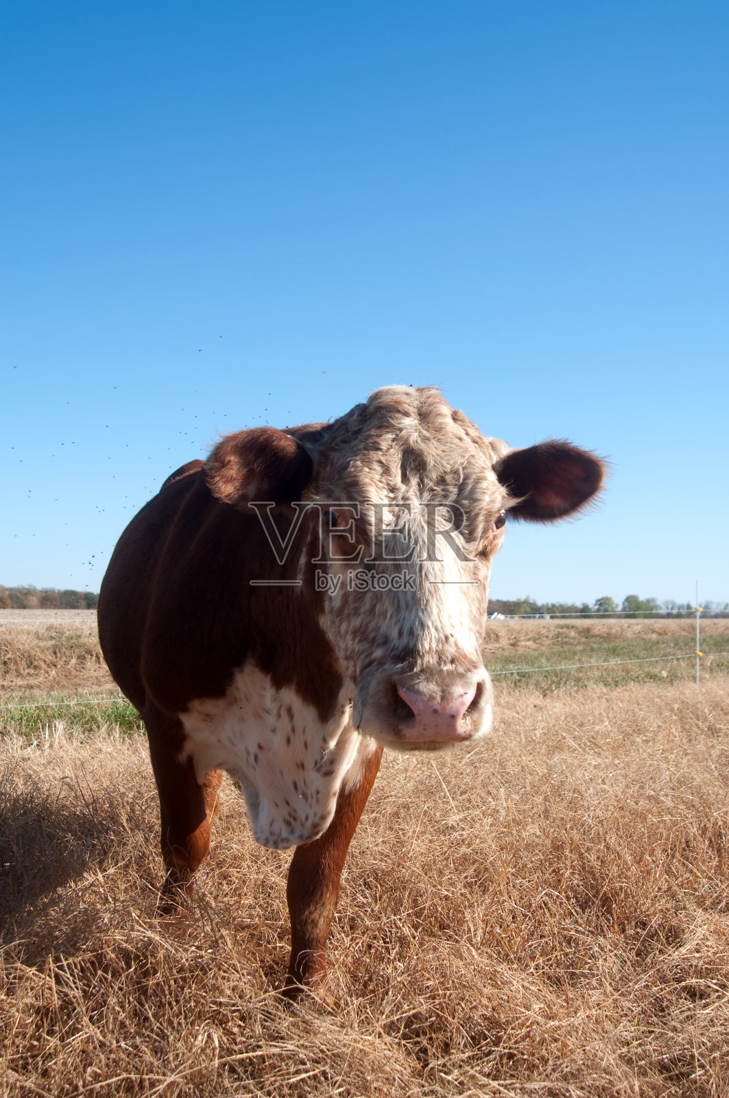 草喂牛的肖像照片摄影图片