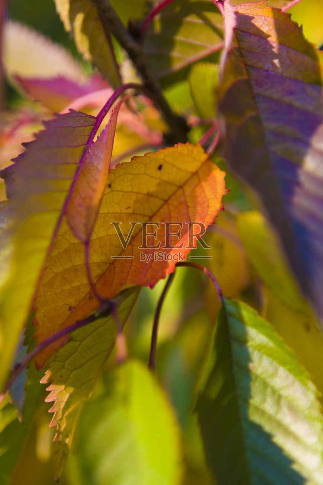 秋天的落叶照片摄影图片