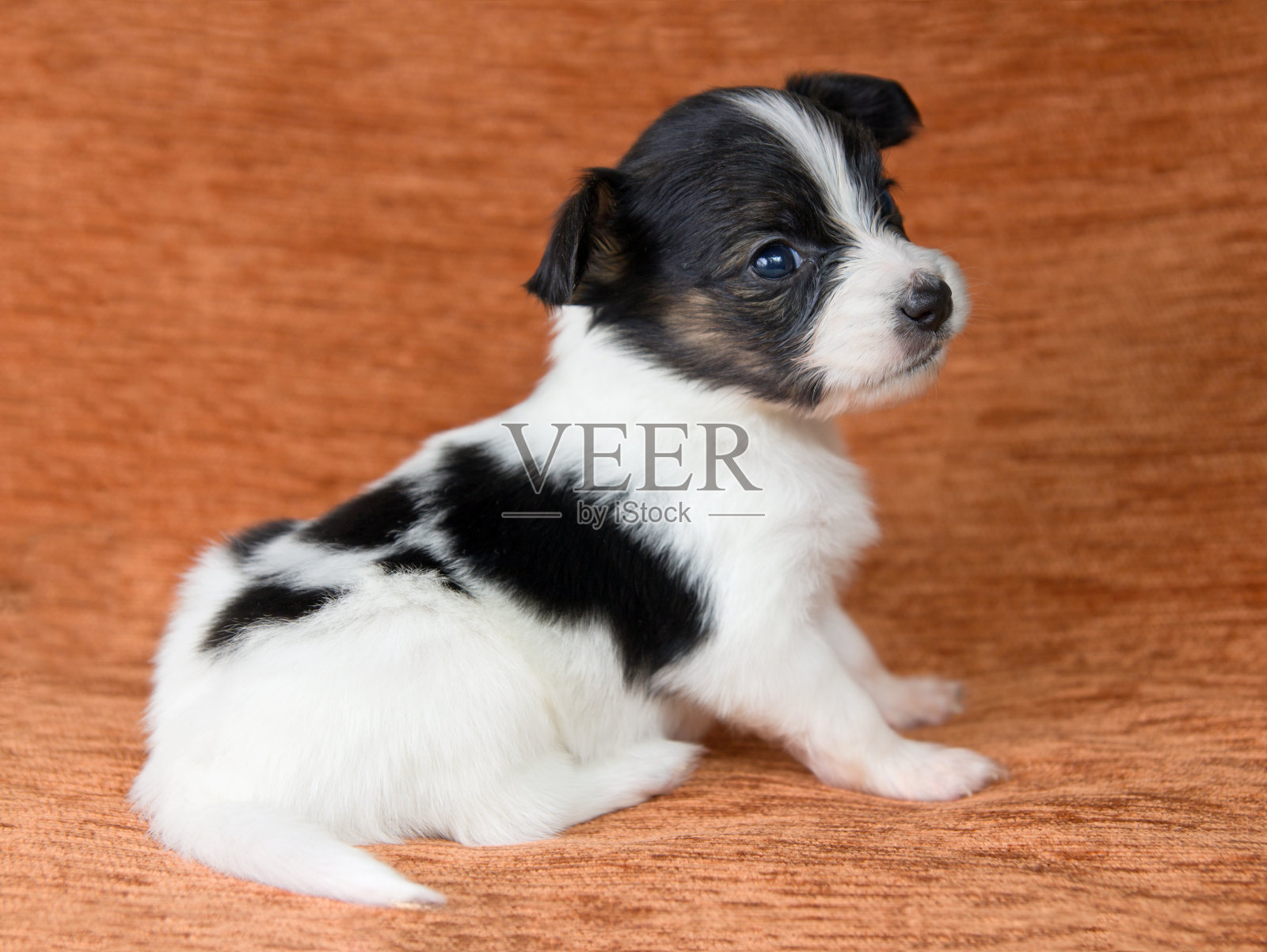 小狗照片摄影图片