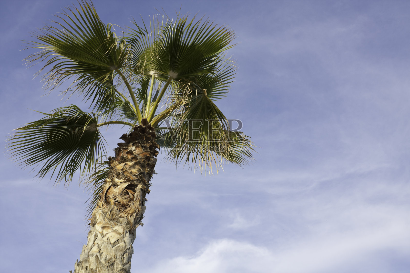 棕榈树照片摄影图片