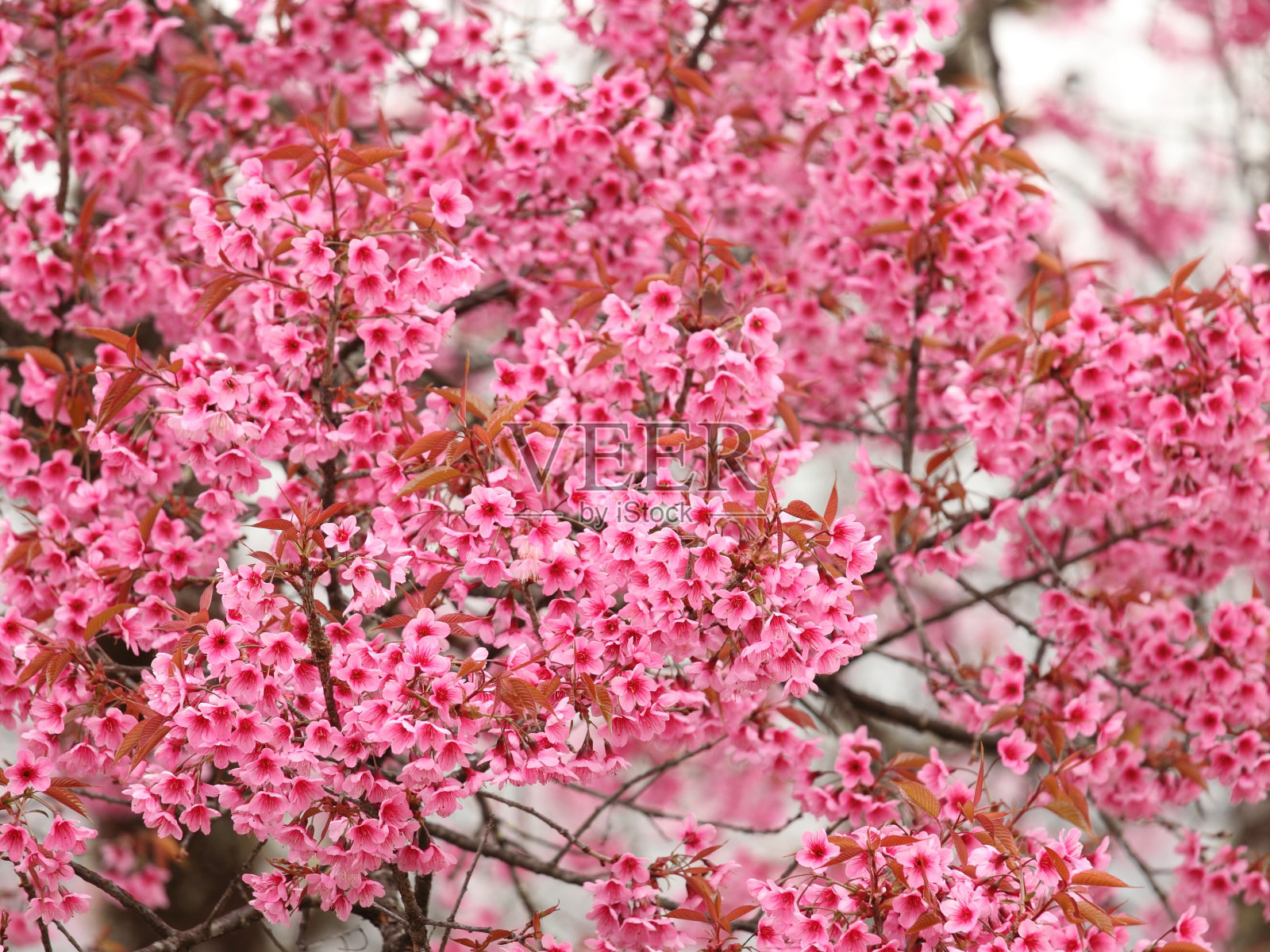 粉红色的樱花盛开照片摄影图片
