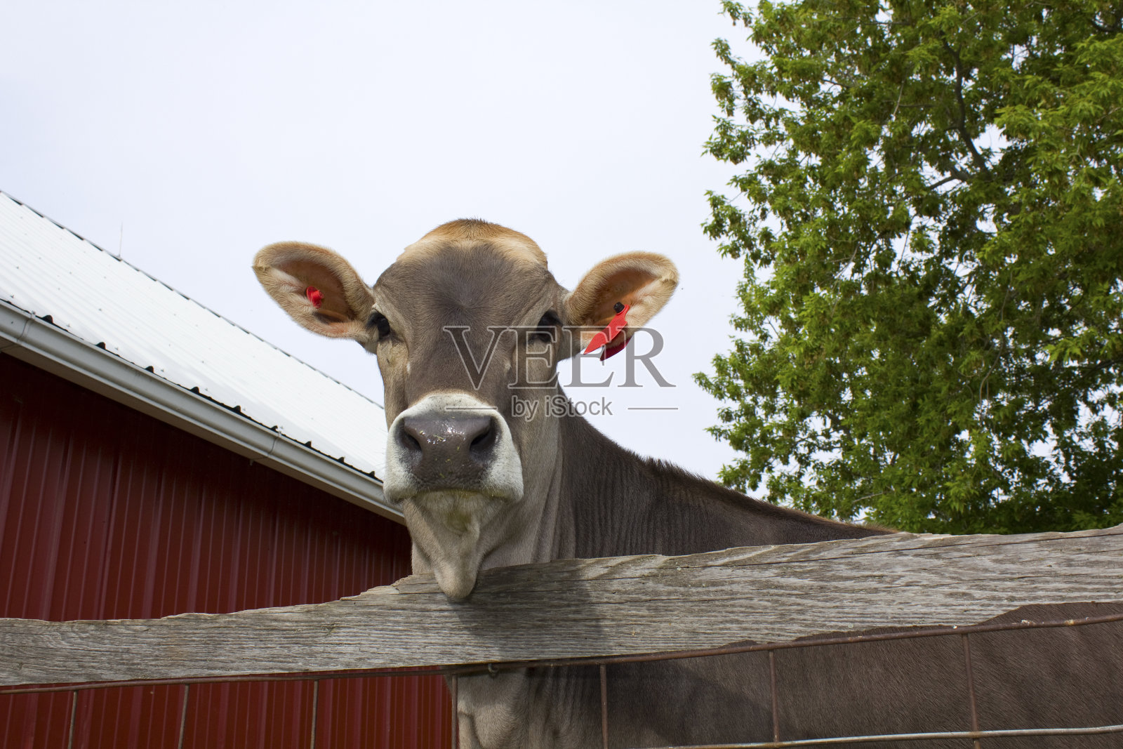 布朗瑞士照片摄影图片