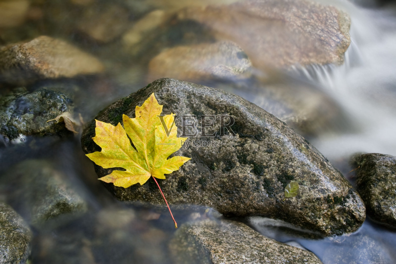 黄色的叶子照片摄影图片