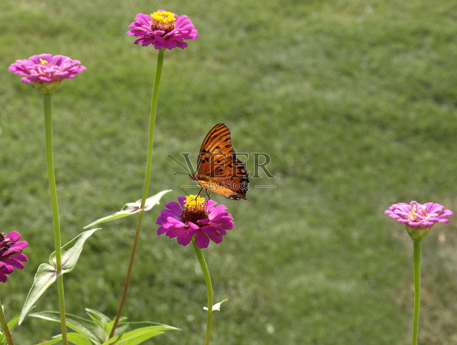 自然之美照片摄影图片