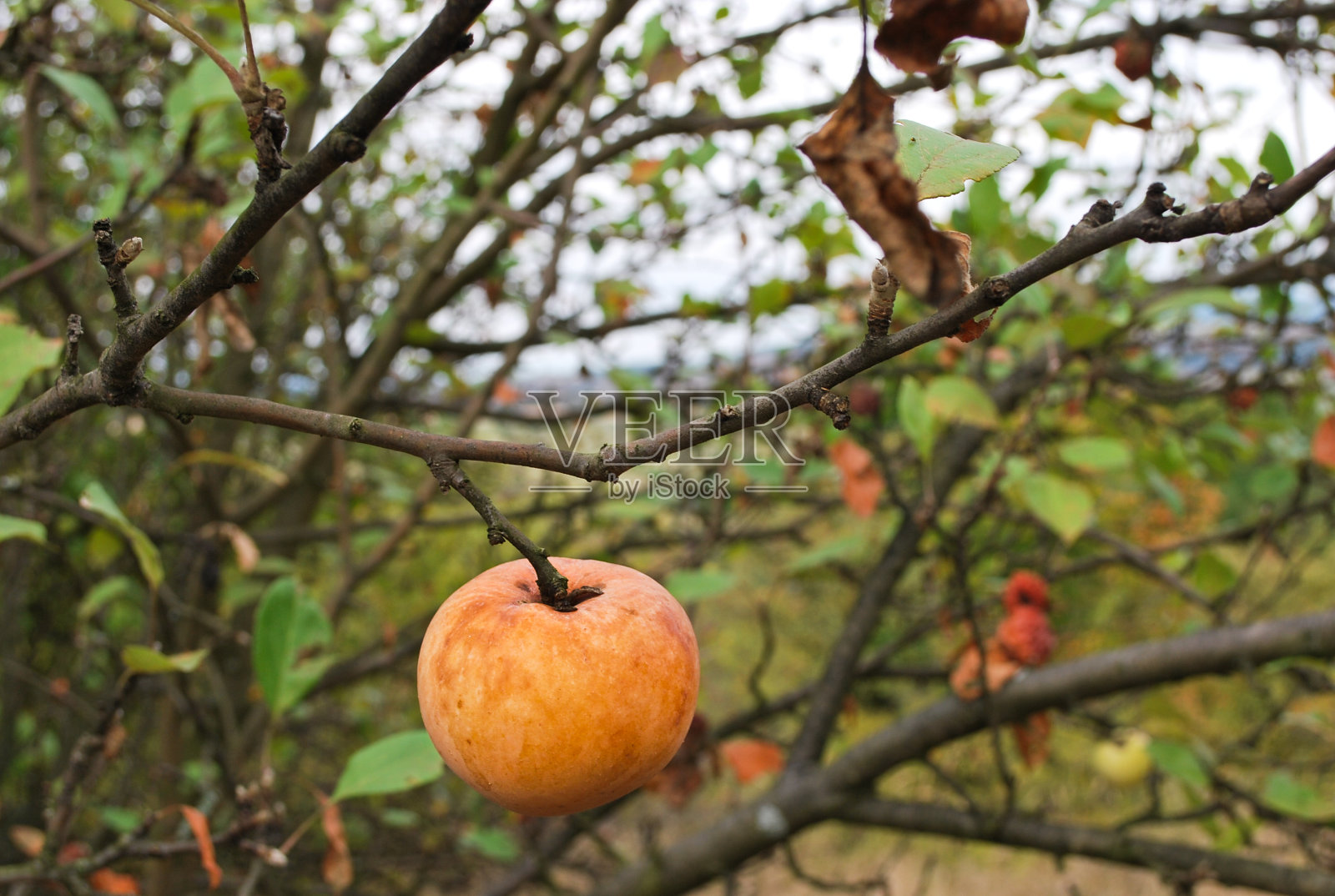 树枝上的苹果照片摄影图片
