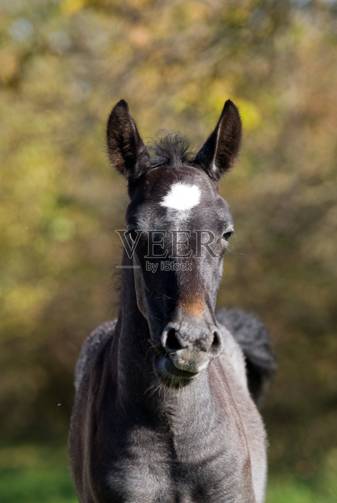 马照片摄影图片