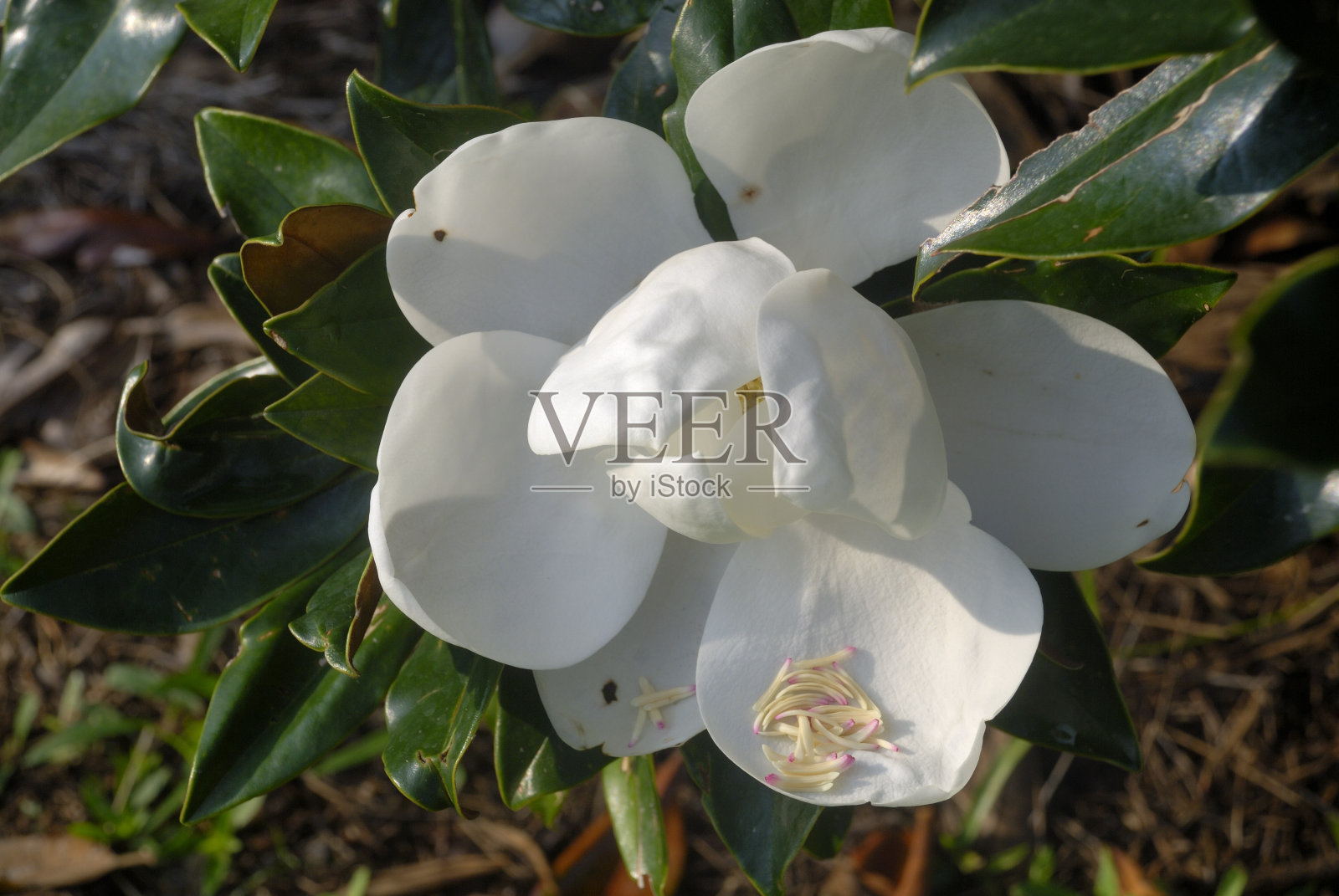 优秀的木兰照片摄影图片