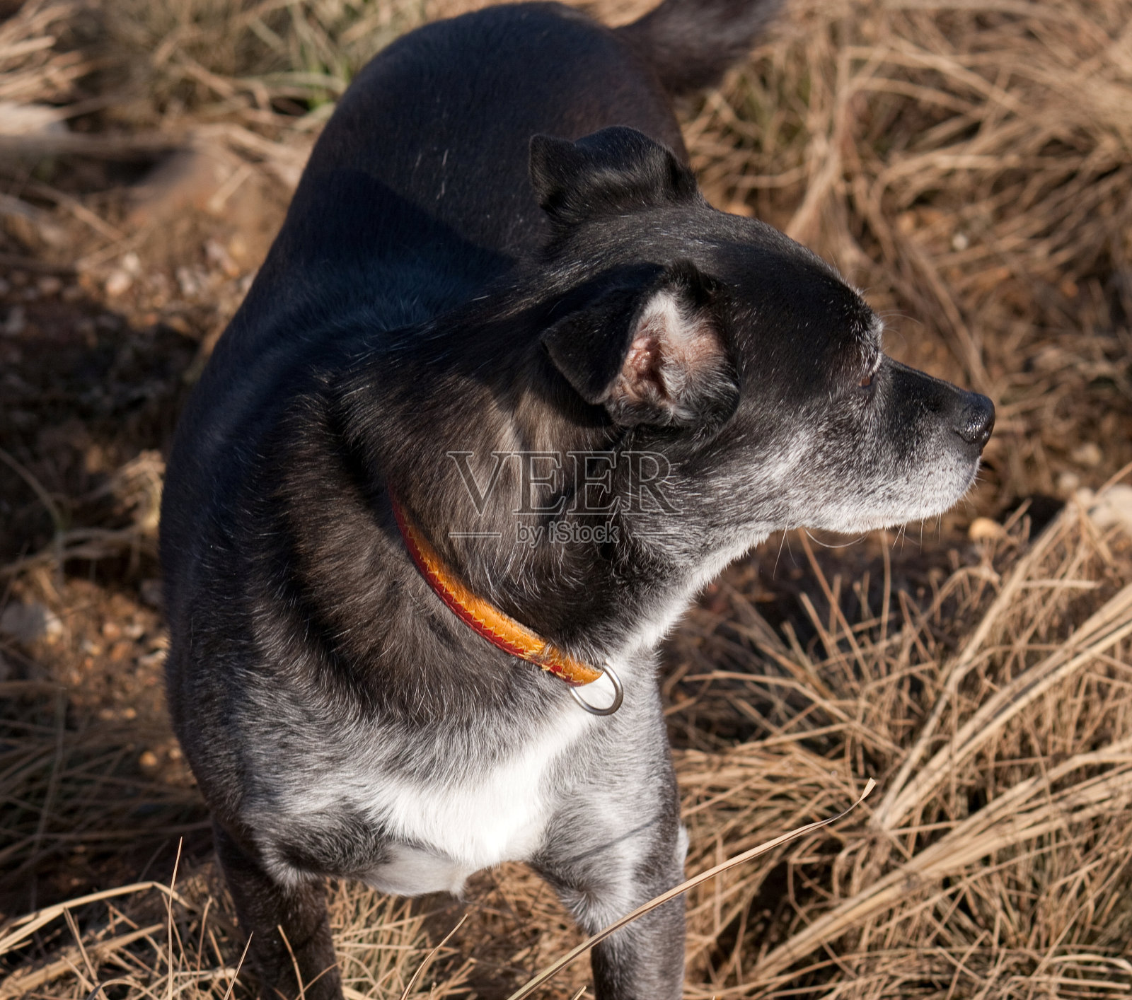 狗照片摄影图片