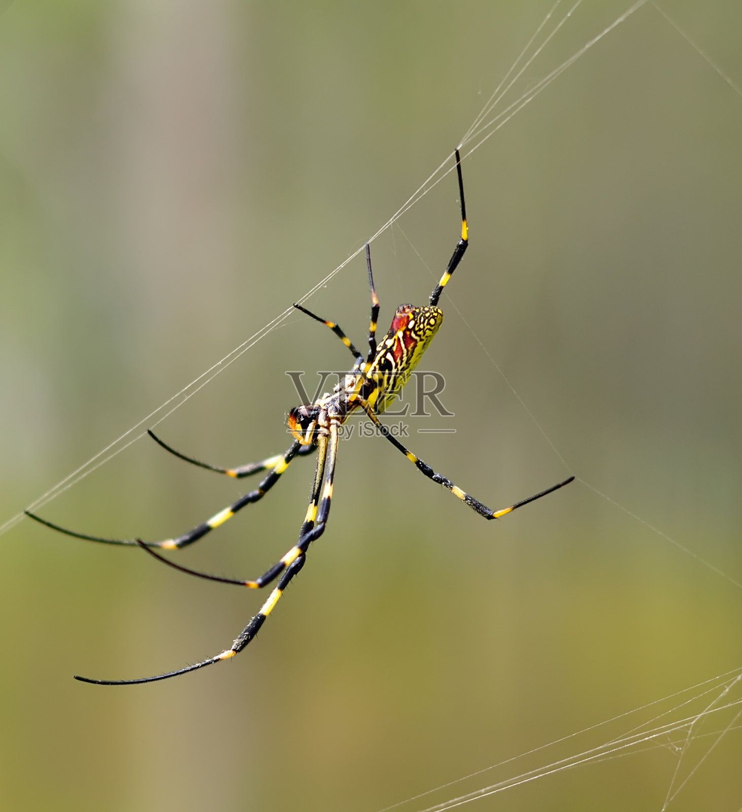 蜘蛛在她的蛛网上等待照片摄影图片